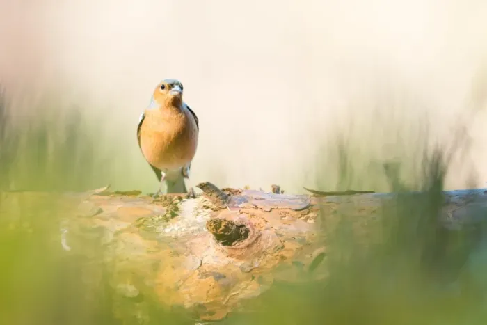 Framed Print : Chaffinch bird, Scotland, United Kingdom, Europe Framed Print : Chaffinch bird, Scotland, United Kingdom, Europe