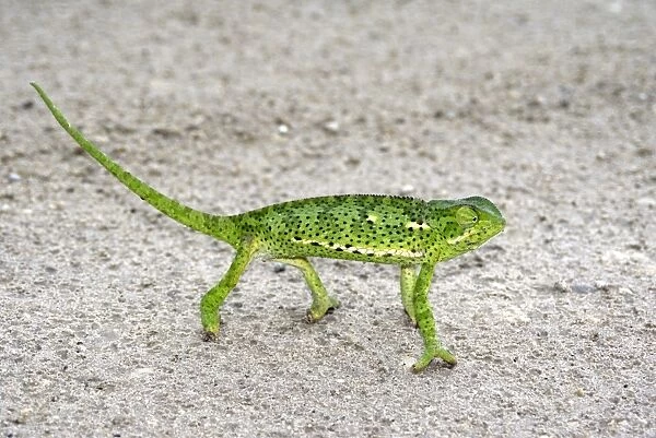 Chameleon, Botswana, Africa