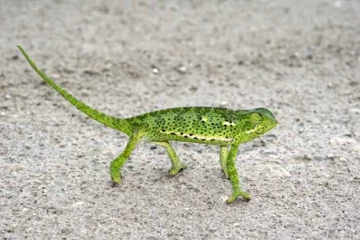 Framed Print : Chameleon, Botswana, Africa Framed Print : Chameleon, Botswana, Africa
