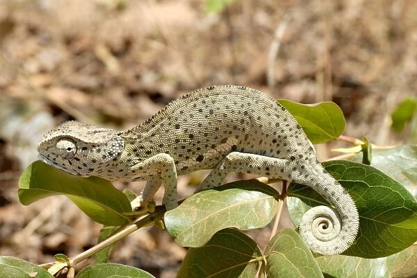Chameleon with rolled tail on shrub, Tanzania, East Africa, Africa
