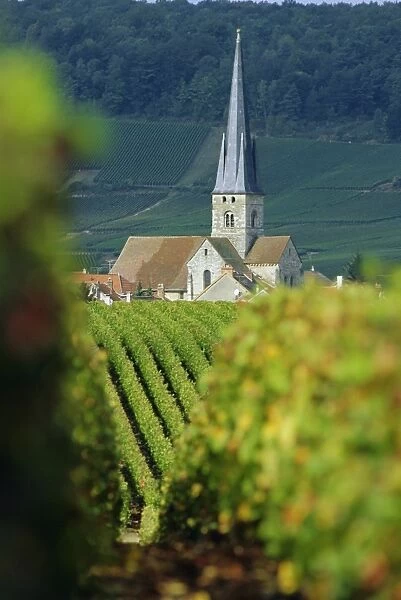 Chamery, Montagne de Reims, Champagne, France, Europe