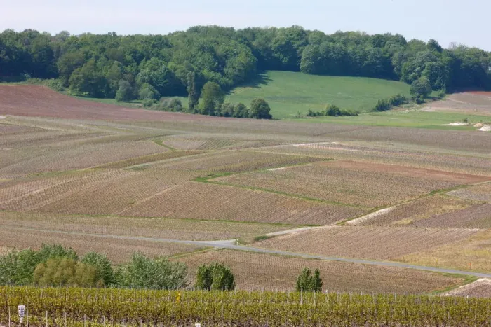Framed Print : Champagne vineyard, Marne, France, Europe Framed Print : Champagne vineyard, Marne, France, Europe