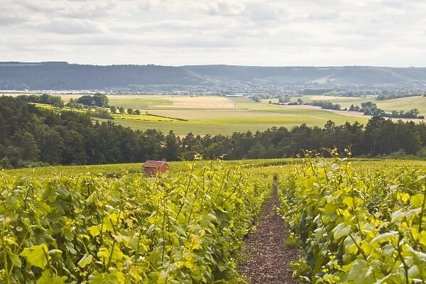 Champagne vineyards in the Cote des Bar area of Aube, Champagne-Ardennes, France, Europe