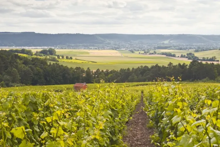 Framed Print : Champagne vineyards in the Cote des Bar area of Aube, Champagne-Ardennes, France, Europe Framed Print : Champagne vineyards in the Cote des Bar area of Aube, Champagne-Ardennes, France, Europe
