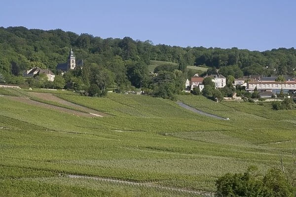 Champagne vineyards, Hautvillers, Marne valley, France, Europe
