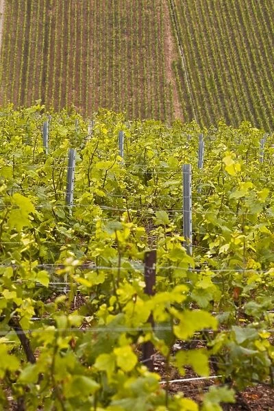 Champagne vineyards near to Les Riceys in the Cote des Bar area of the Aube department, Champagne-Ardennes, France, Europe