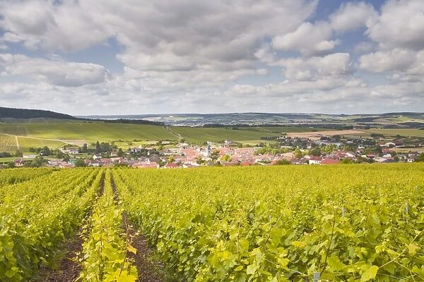 Champagne vineyards above the village of Baroville in the Cote des Bar area of Aube, Champagne-Ardennes, France, Europe