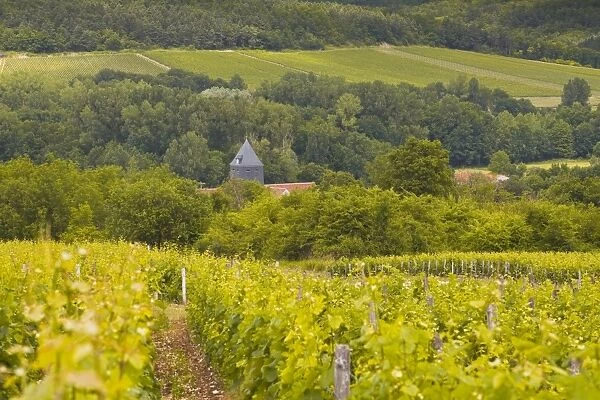 Champagne vineyards above the village of Chervey in the Cote des Bar area of Aube, Champagne-Ardennes, France, Europe