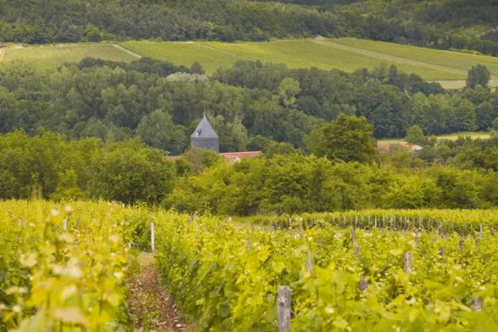 Framed Print : Champagne vineyards above the village of Chervey in the Cote des Bar area of Aube, Champagne-Ardennes, France, Europe Framed Print : Champagne vineyards above the village of Chervey in the Cote des Bar area of Aube, Champagne-Ardennes, France, Europe