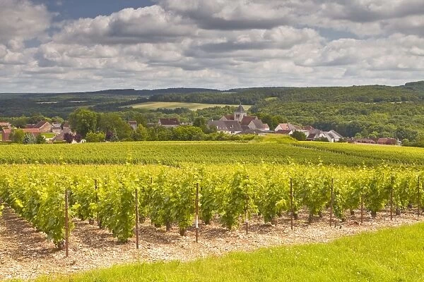 Champagne vineyards above the village of Landreville in the Cote des Bar area of Aube, Champagne-Ardennes, France, Europe