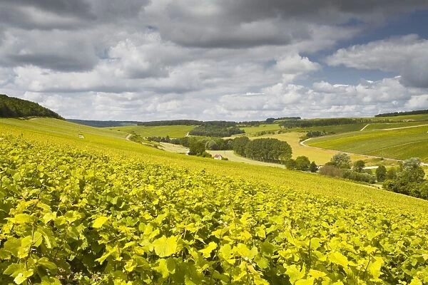Champagne vineyards above the village of Viviers sur Artaut in the Cote des Bar area of the Aube department, Champagne-Ardennes, France, Europe