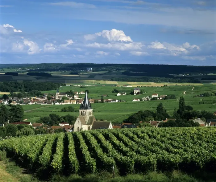 Framed Print : Champagne vineyards, Ville-Dommange, near Reims, Champagne, France, Europe Framed Print : Champagne vineyards, Ville-Dommange, near Reims, Champagne, France, Europe