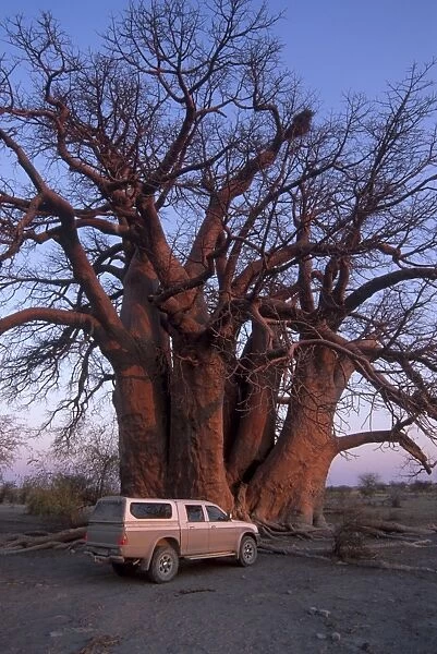Chapmans Baobab, claimed to be the largest tree in Africa at 25 metres around