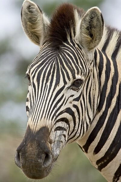 Chapmans zebra (plains zebra) (Equus burchelli antiquorum)