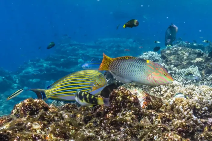 Framed Print : Checkerboard wrasse (Halichoeres hortulanus), Batu Bolong Island, Komodo Island National Park, Indonesia, Southeast Asia, Asia Framed Print : Checkerboard wrasse (Halichoeres hortulanus), Batu Bolong Island, Komodo Island National Park, Indonesia, Southeast Asia, Asia