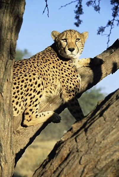 Cheetah, Acinonyx jubartus