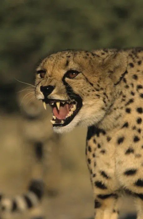 Framed Print : Cheetah, (Acinonyx jubatus) Framed Print : Cheetah, (Acinonyx jubatus)