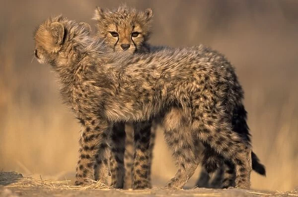 Cheetah, (Acinonyx jubatus)