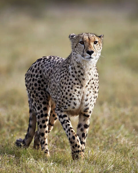 Cheetah (Acinonyx jubatus), Addo Elephant National Park, South Africa, Africa