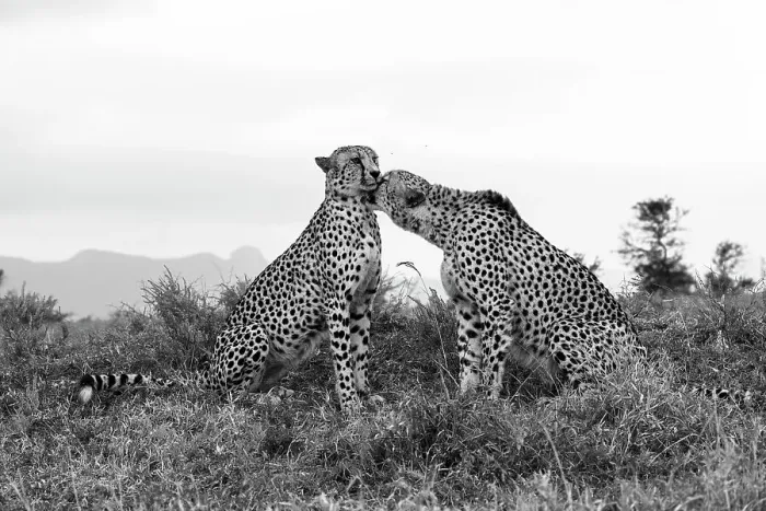 Framed Print : Cheetah (Acinonyx jubatus) allogrooming, Zimanga private game reserve, KwaZulu-Natal, South Africa, Africa Framed Print : Cheetah (Acinonyx jubatus) allogrooming, Zimanga private game reserve, KwaZulu-Natal, South Africa, Africa
