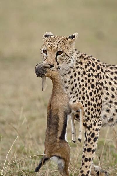 Cheetah (Acinonyx jubatus) with baby Thomsons Gazelle (Gazella thomsonii)