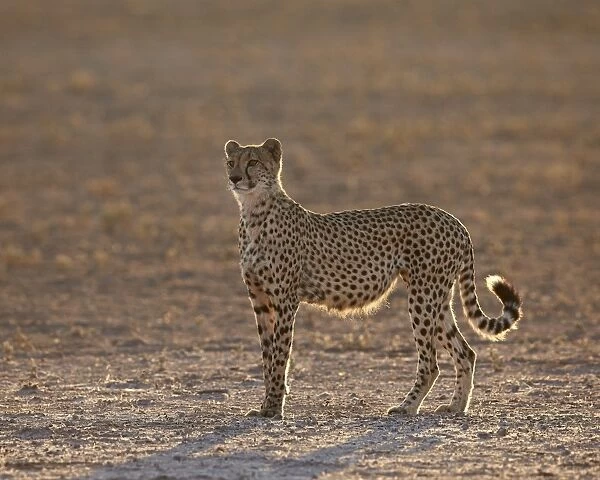 Cheetah (Acinonyx jubatus) backlit on the dry Auob River, Kgalagadi Transfrontier Park