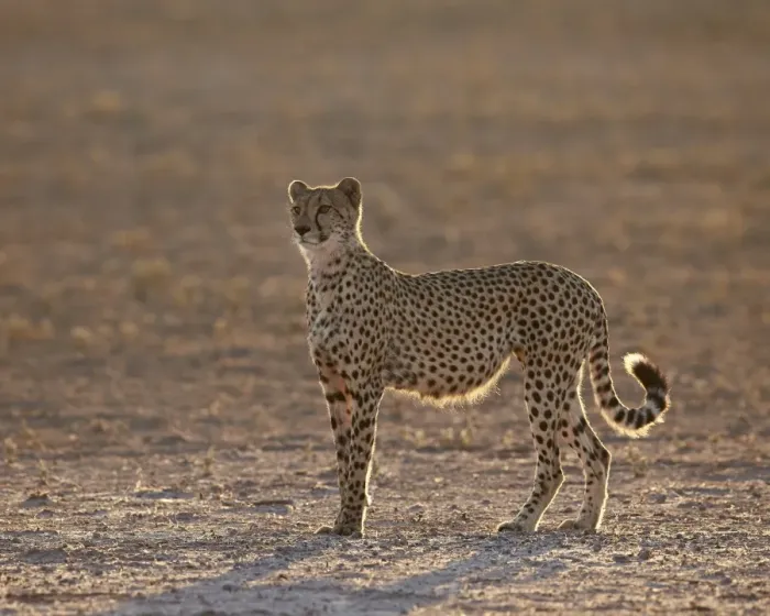 Framed Print : Cheetah (Acinonyx jubatus) backlit on the dry Auob River, Kgalagadi Transfrontier Park Framed Print : Cheetah (Acinonyx jubatus) backlit on the dry Auob River, Kgalagadi Transfrontier Park