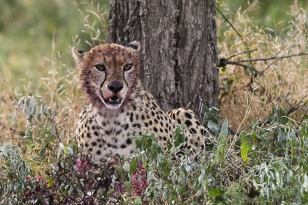 Cheetah (Acinonyx jubatus) with a bloody face after feeding, Ndutu, Ngorongoro Conservation Area