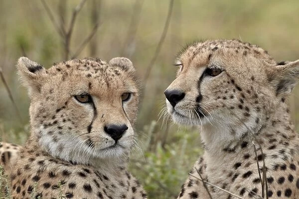 Cheetah (Acinonyx jubatus) brothers, Serengeti National Park, Tanzania