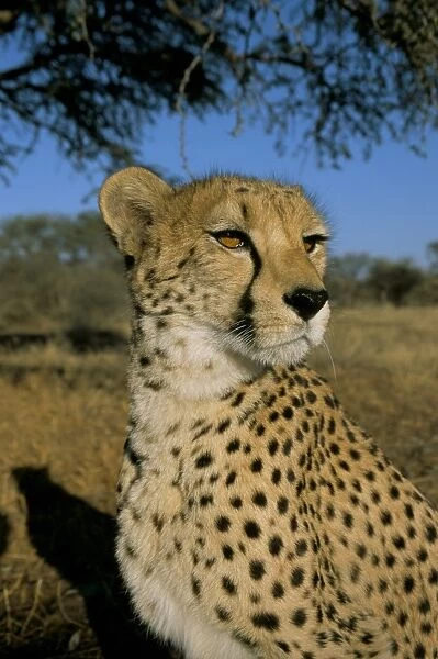 Cheetah (Acinonyx jubatus) in captivity
