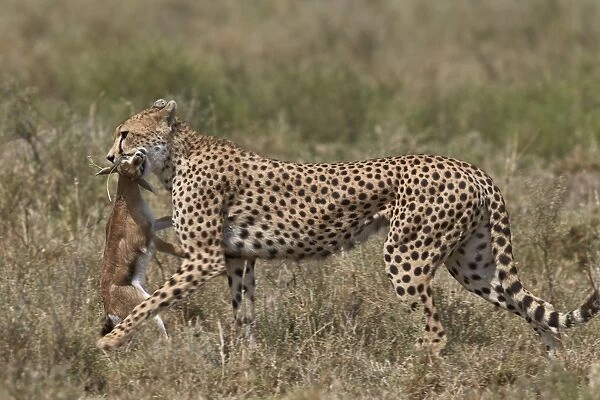 Cheetah (Acinonyx jubatus) carrying a Thomsons gazelle (Gazella thomsonii) calf