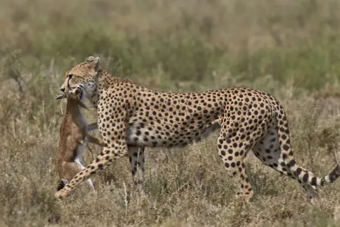 Framed Print : Cheetah (Acinonyx jubatus) carrying a Thomsons gazelle (Gazella thomsonii) calf Framed Print : Cheetah (Acinonyx jubatus) carrying a Thomsons gazelle (Gazella thomsonii) calf