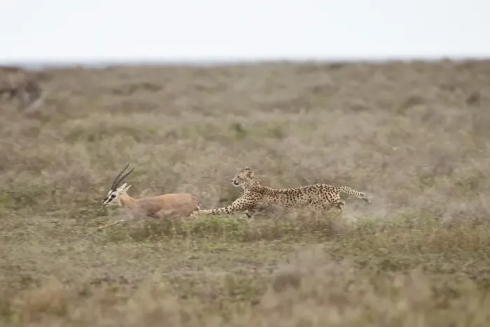 Framed Print : Cheetah (Acinonyx jubatus) chasing a Thomsons gazelle (Gazella thomsonii), Serengeti National Park, Tanzania, East Africa, Africa Framed Print : Cheetah (Acinonyx jubatus) chasing a Thomsons gazelle (Gazella thomsonii), Serengeti National Park, Tanzania, East Africa, Africa