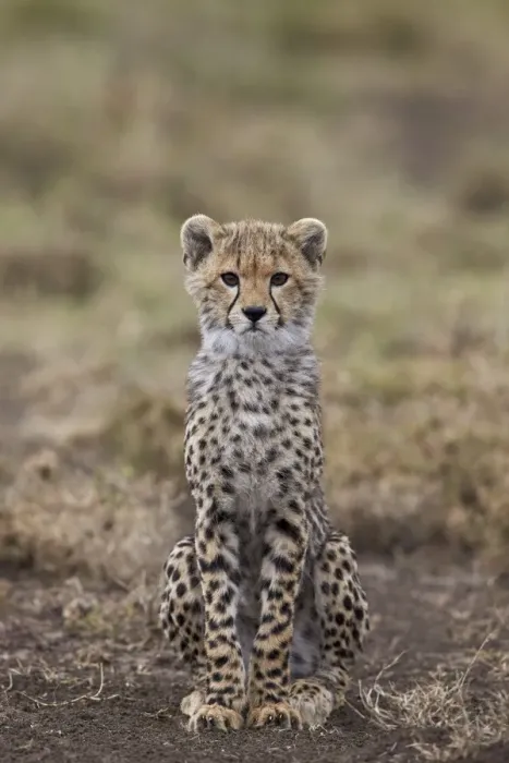 Framed Print : Cheetah (Acinonyx jubatus) cub, Serengeti National Park, Tanzania, East Africa, Africa Framed Print : Cheetah (Acinonyx jubatus) cub, Serengeti National Park, Tanzania, East Africa, Africa