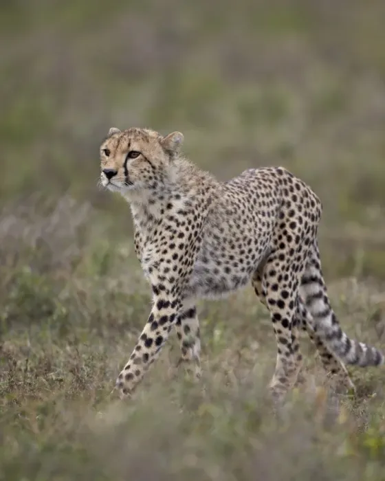 Framed Print : Cheetah (Acinonyx jubatus) cub, Serengeti National Park, Tanzania, East Africa, Africa Framed Print : Cheetah (Acinonyx jubatus) cub, Serengeti National Park, Tanzania, East Africa, Africa