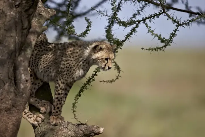 Framed Print : Cheetah (Acinonyx jubatus) cub in an acacia tree, Ngorongoro Conservation Area, UNESCO Framed Print : Cheetah (Acinonyx jubatus) cub in an acacia tree, Ngorongoro Conservation Area, UNESCO