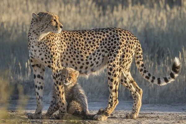 Cheetah (Acinonyx jubatus) with cub, Kgalagadi Transfrontier Park, Northern Cape
