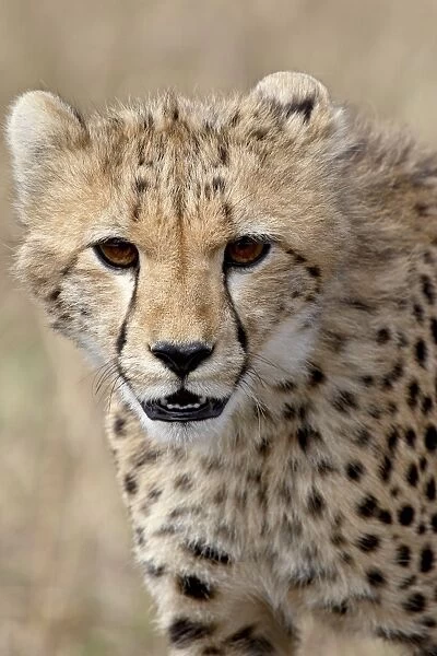 Cheetah (Acinonyx jubatus) cub, Masai Mara National Reserve, Kenya, East Africa, Africa