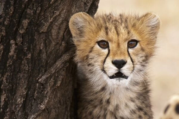 Cheetah (Acinonyx jubatus) cub, Masai Mara, Kenya, East Africa, Africa
