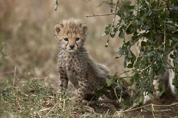 Cheetah (Acinonyx jubatus) cub about a month old, Serengeti National Park, Tanzania