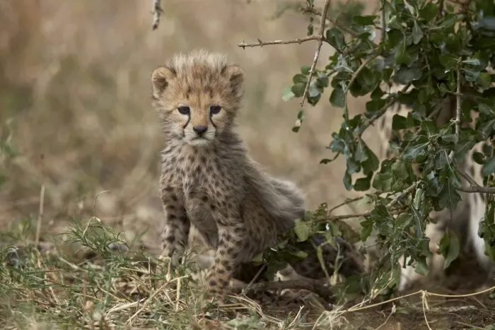 Framed Print : Cheetah (Acinonyx jubatus) cub about a month old, Serengeti National Park, Tanzania Framed Print : Cheetah (Acinonyx jubatus) cub about a month old, Serengeti National Park, Tanzania
