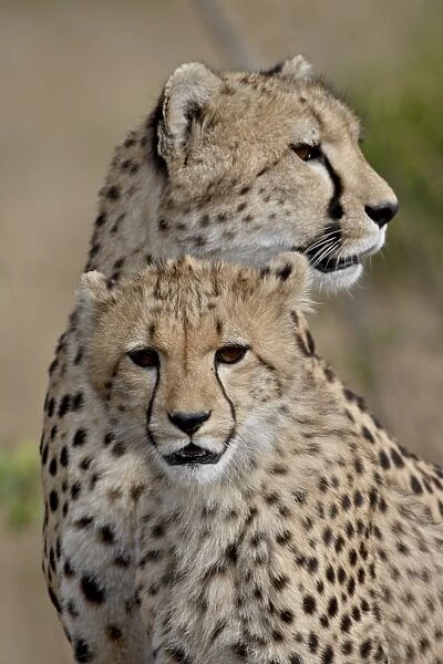 Cheetah (Acinonyx jubatus) cub and mother, Masai Mara National Reserve