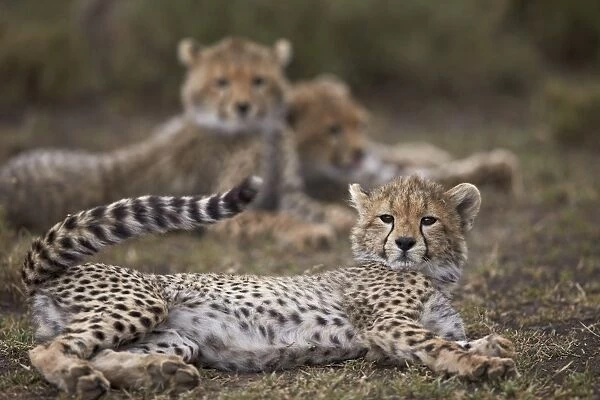 Cheetah (Acinonyx jubatus) cub, Serengeti National Park, Tanzania, East Africa, Africa