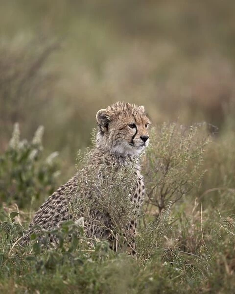 Cheetah (Acinonyx jubatus) cub, Serengeti National Park, Tanzania, East Africa, Africa