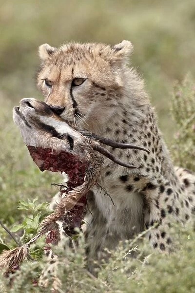 Cheetah (Acinonyx jubatus) cub with a Thomsons gazelle kill, Serengeti National Park