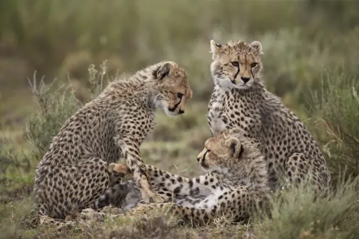 Framed Print : Cheetah (Acinonyx jubatus) cubs, Serengeti National Park, Tanzania, East Africa, Africa