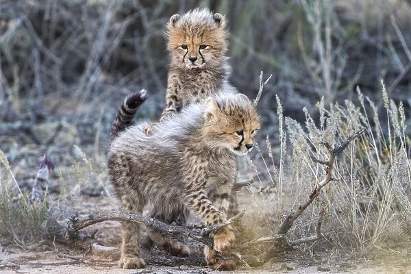 Cheetah (Acinonyx jubatus) cubs, Kgalagadi Transfrontier Park, Northern Cape, South Africa