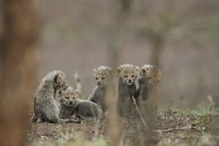Framed Print : Five cheetah (Acinonyx jubatus) cubs, Kruger National Park, South Africa, Africa Framed Print : Five cheetah (Acinonyx jubatus) cubs, Kruger National Park, South Africa, Africa