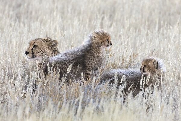 Cheetah (Acinonyx jubatus) with cubs, Kgalagadi Transfronter Park, Northern Cape