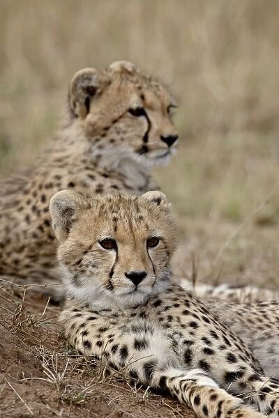 Two Cheetah (Acinonyx jubatus) cubs, Masai Mara National Reserve, Kenya
